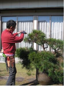 松のもみあげ作業 ７つのポイント 庭木の剪定ドットコム ボサボサの庭木が甦る あなたも剪定をマスターしませんか