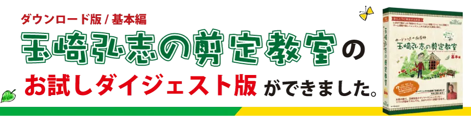 もみじ モミジ の夏の剪定と落葉期の剪定の違い 庭木の剪定ドットコム ボサボサの庭木が甦る あなたも剪定をマスターしませんか