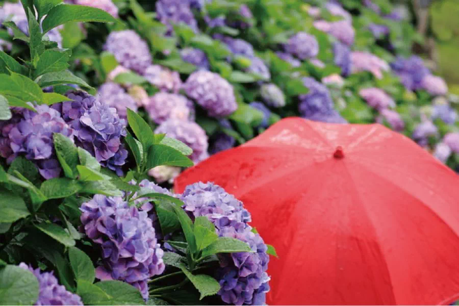 梅雨時期の剪定と前回の回答 練習問題付き 庭木の剪定ドットコム ボサボサの庭木が甦る あなたも剪定をマスターしませんか