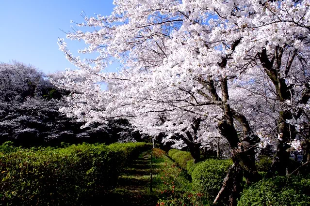 よくあるお悩みをまとめました 1 剪定とは 剪定の時期 剪定の方法 松の剪定 について 庭木の剪定ドットコム ボサボサの庭木が甦る あなたも 剪定をマスターしませんか