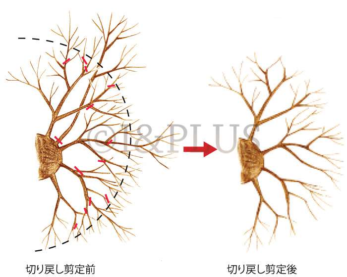 梅雨時期の剪定と前回の回答 練習問題付き 庭木の剪定ドットコム ボサボサの庭木が甦る あなたも剪定をマスターしませんか